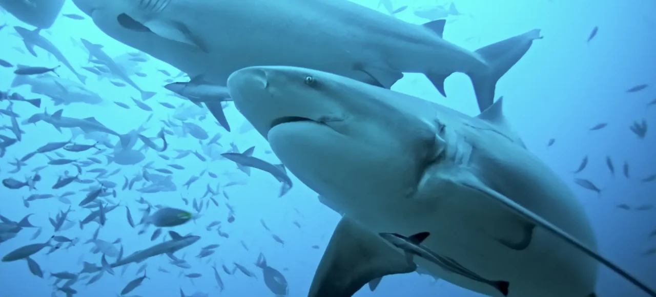 bull shark diving
