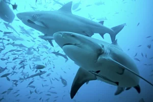 Bull sharks at the Bat Islands, Costa Rica