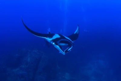 costa rica manta ray