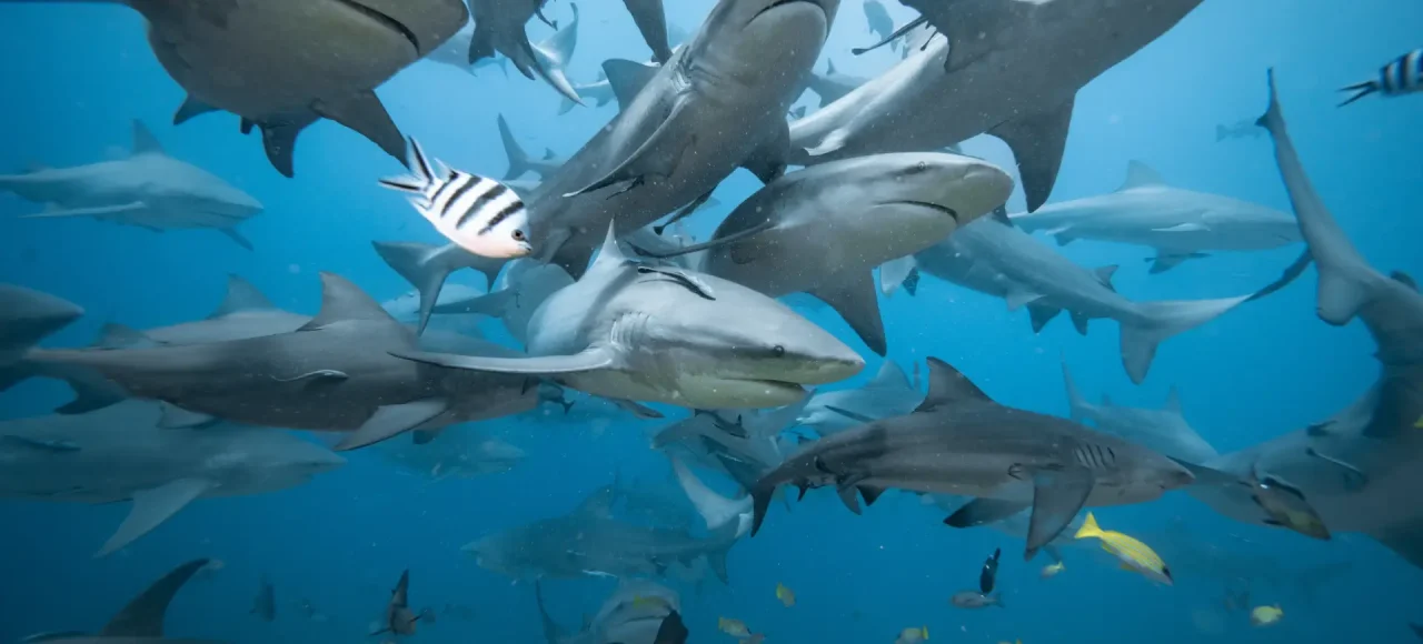 fiji shark dive