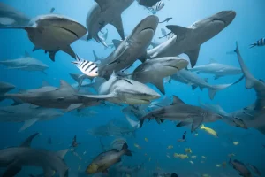 Shark dive in the Beqa Lagoon, Fiji