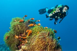 Clownfish in an anemone in the Philippines