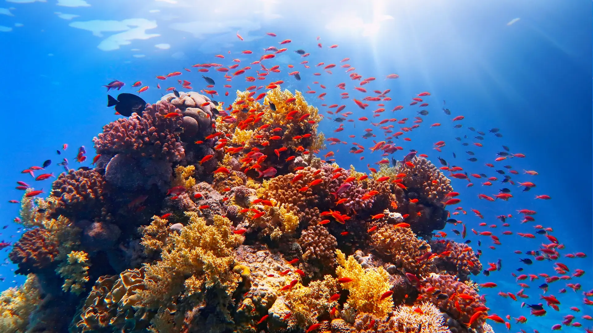 conservationhurghada